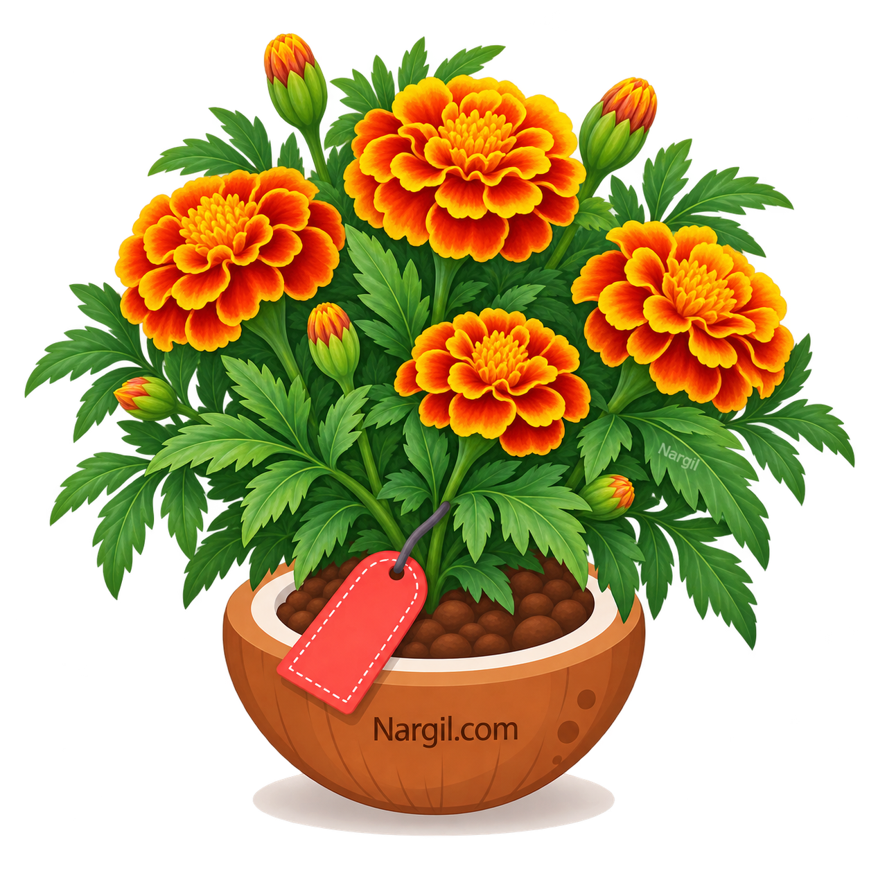 Nargil_Tagetes Patula